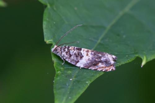 Réf. 296 388 : Gypsonoma sp.